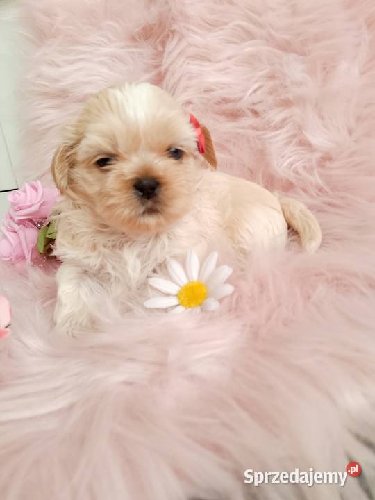 Jasna suczka rasy ShihTzu Ostrzeszów sprzedam