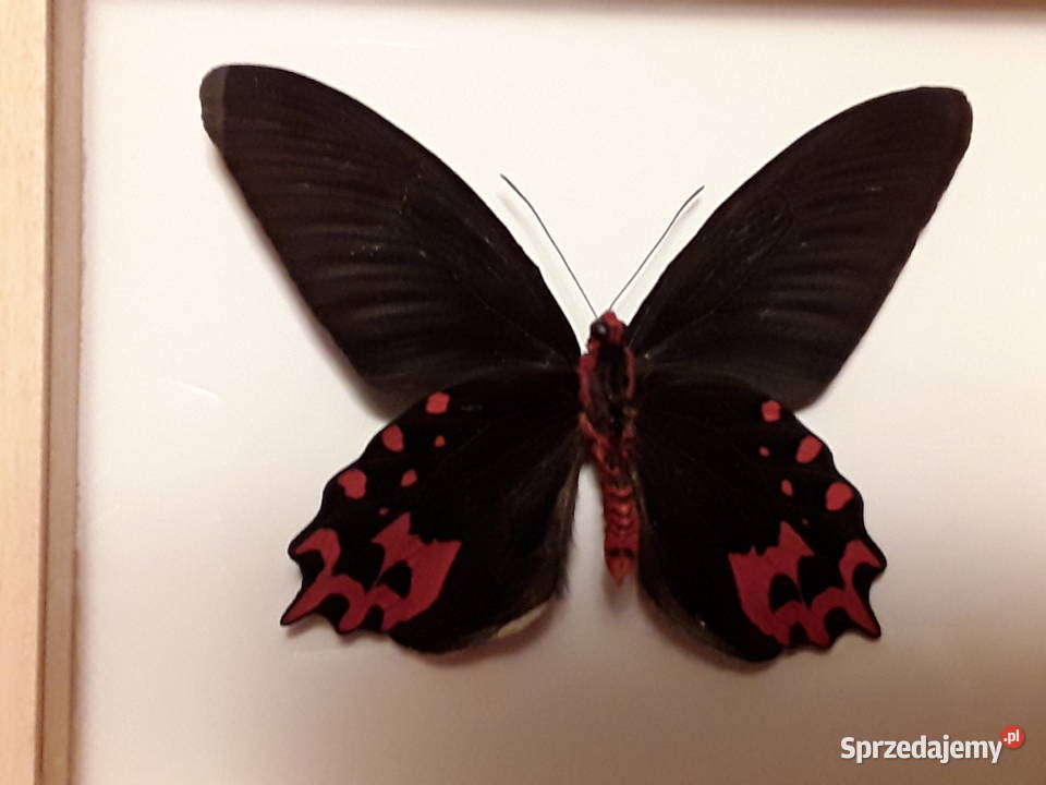 Motyl wramce 16x14 Atrophaneura semperi 110 mm Szczecin