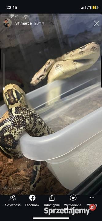 Samiec Boa imperator zachodniopomorskie Dębno sprzedam