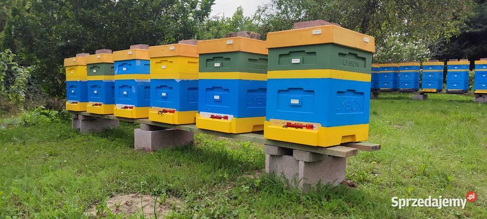 Wczesne ODKŁADY PSZCZELE 2025 R MOCNE ROJE Klecza Dolna sprzedam