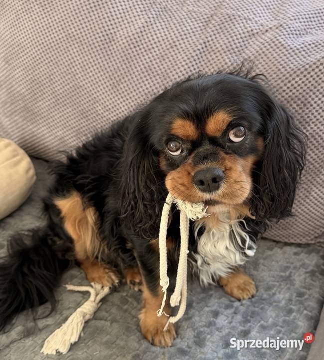 Cavalier King charles spaniel