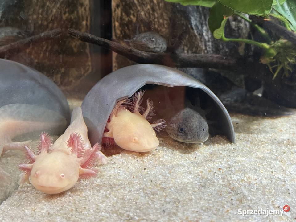 Axelotle salamandra akselotl Mikołów