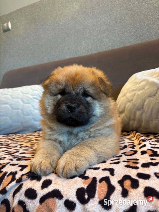 Chow Chow Mrągowo