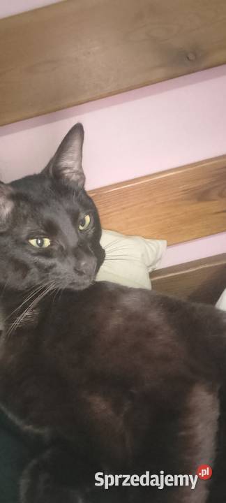 Savannah F5 melanistyczny Jarantowice