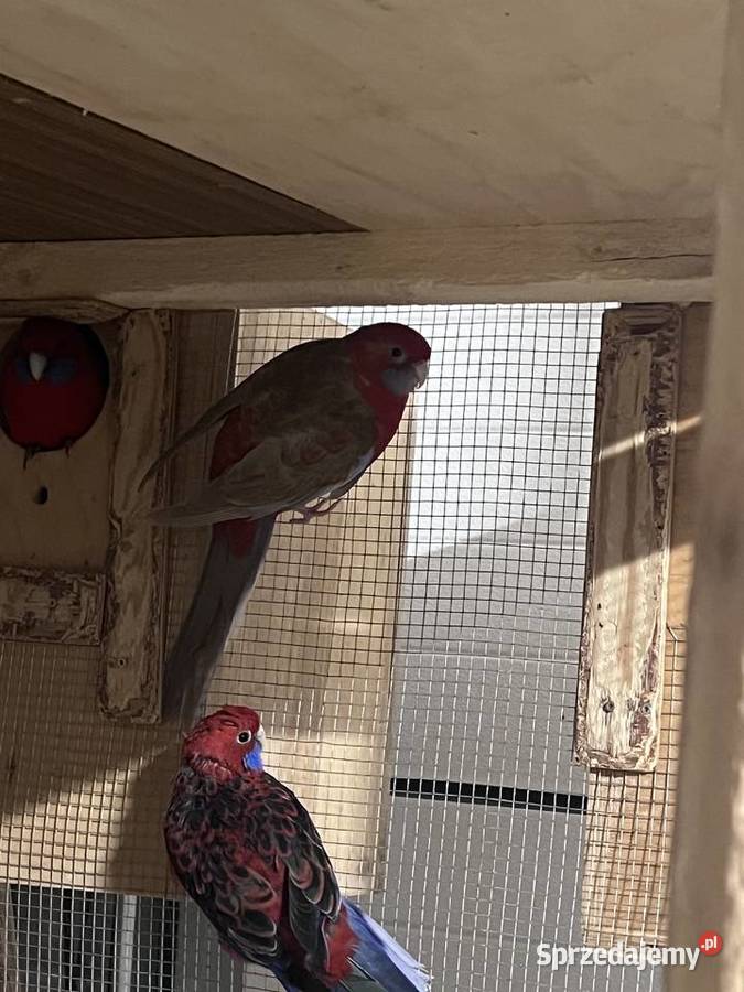 Sprzedam papugę rozelle królewską Zwierzęta małopolskie Siepraw