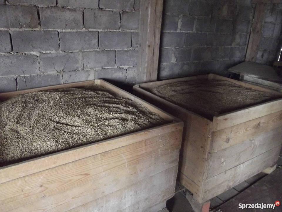 Jęczmień jary Masłów Drugi