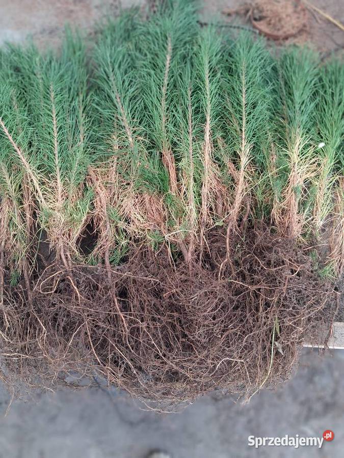 Sosna pospolita zwyczajna sadzonki 2letnie 2535 Antoniówka