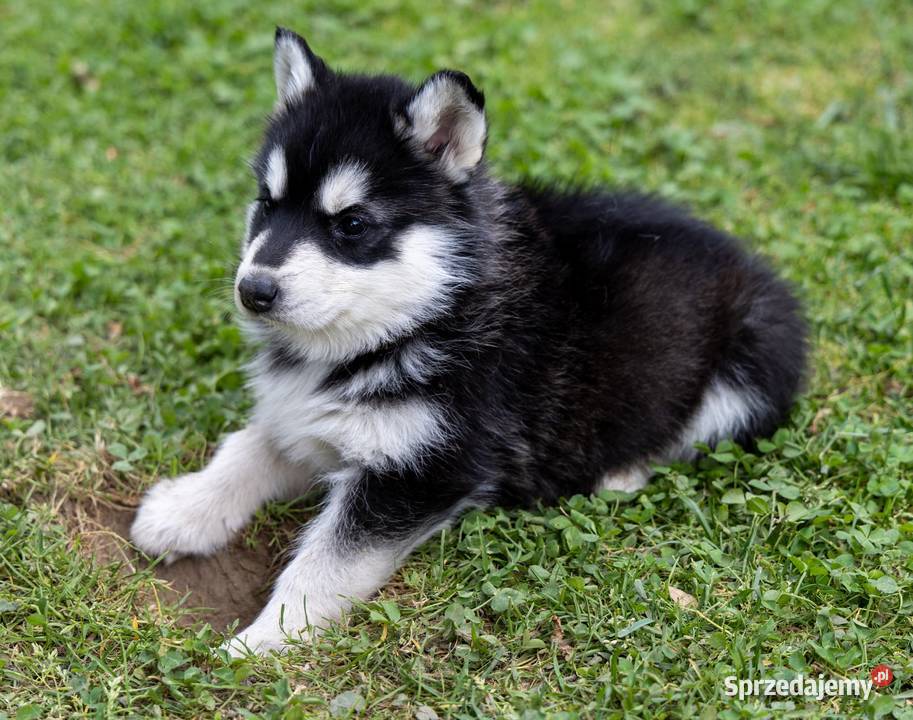 Piękna Sunia Siberian Husky szczenię podkarpackie