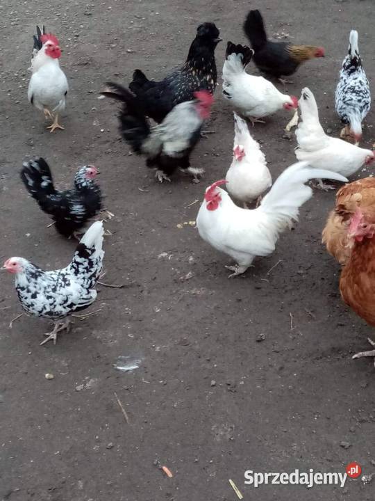 Kurki i kogutki Chabo sprzedaje parki Zielona Wieś