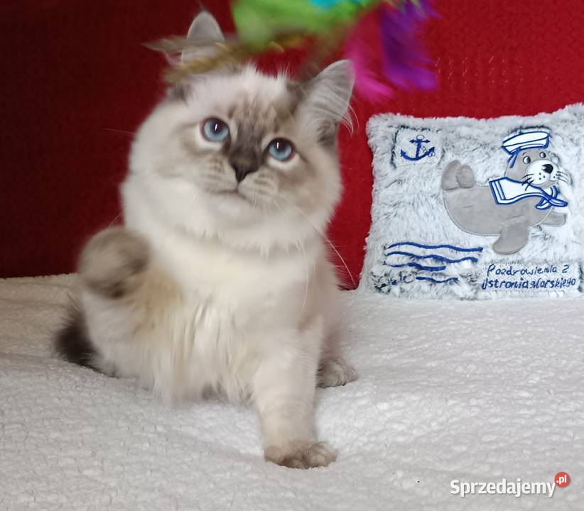 Koty Syberyjskie Neva Masquerade TANGO Kwilcz