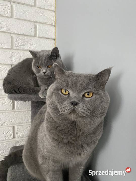 Słodkie kotki na kolanka mazowieckie sprzedam