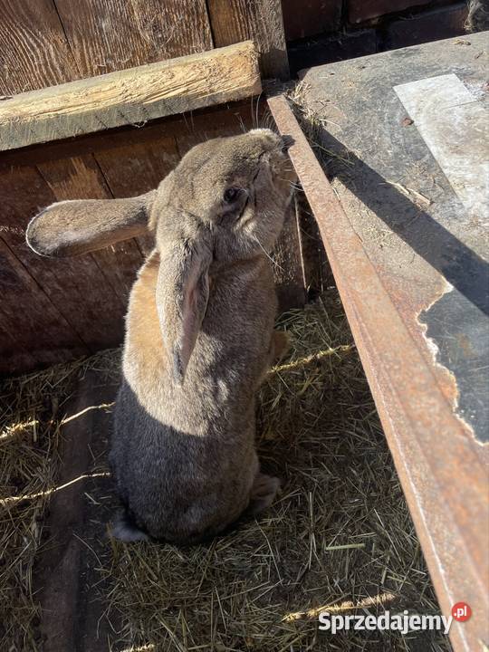 Króliki mieszance Gryzonie wielkopolskie Dobra Nadzieja sprzedam