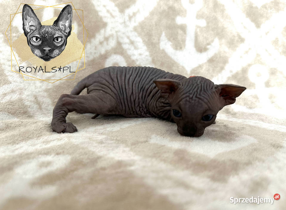 Coco sfinks kanadyjski czarna kotka Częstochowa
