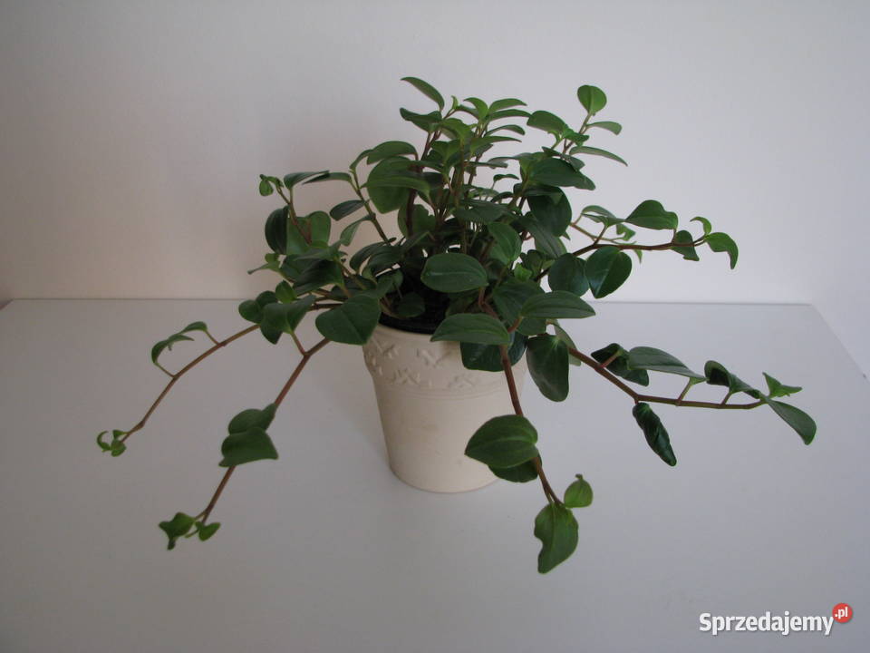 Mulenbekia piękna zdrowa roślinka ozdobna