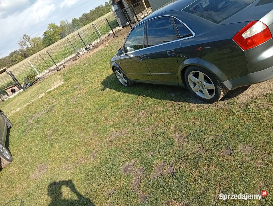 Ałdi A4B6 Dzikowiec