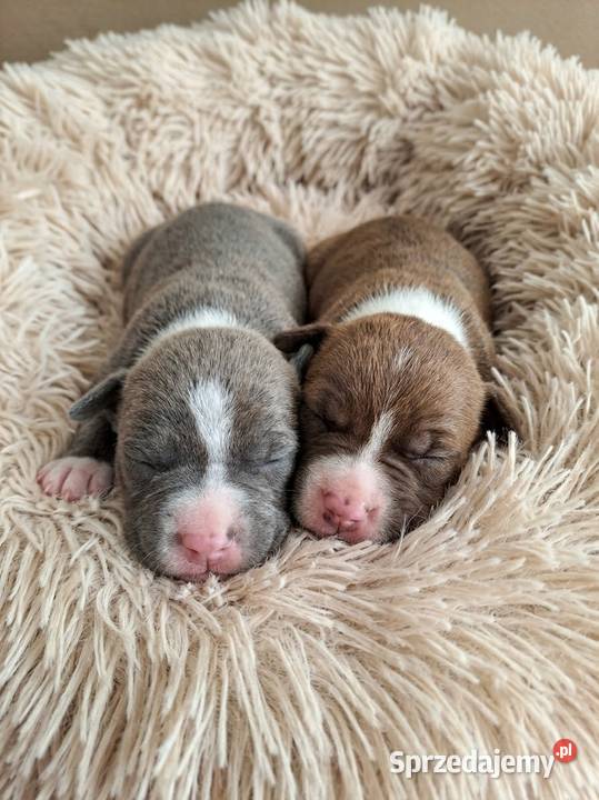 Zapraszamy do rezerwacji pięknych szczeniaków Amstaff Kępno
