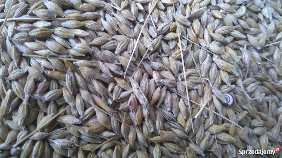 Jęczmień jary Kucyk Bukowa