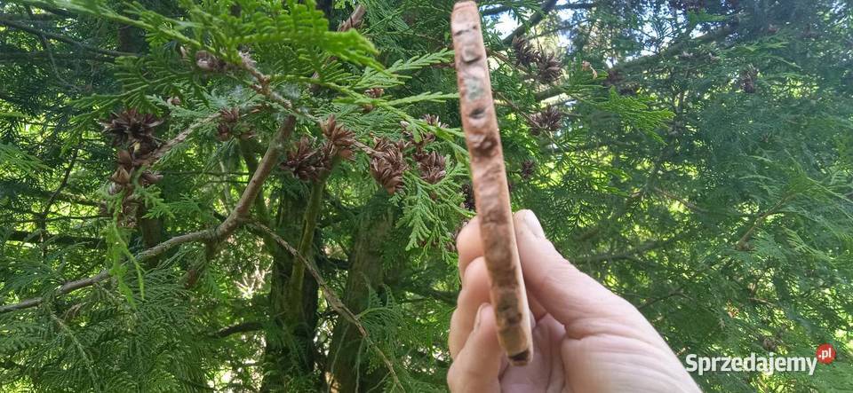 Plastry drewna 500sztuk 210 krążki drewniane małopolskie Kraków sprzedam