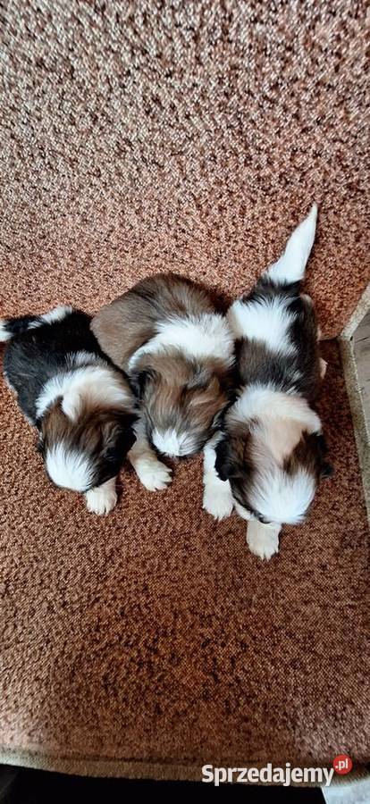 Shih Tzu suczki I pieski Przysucha