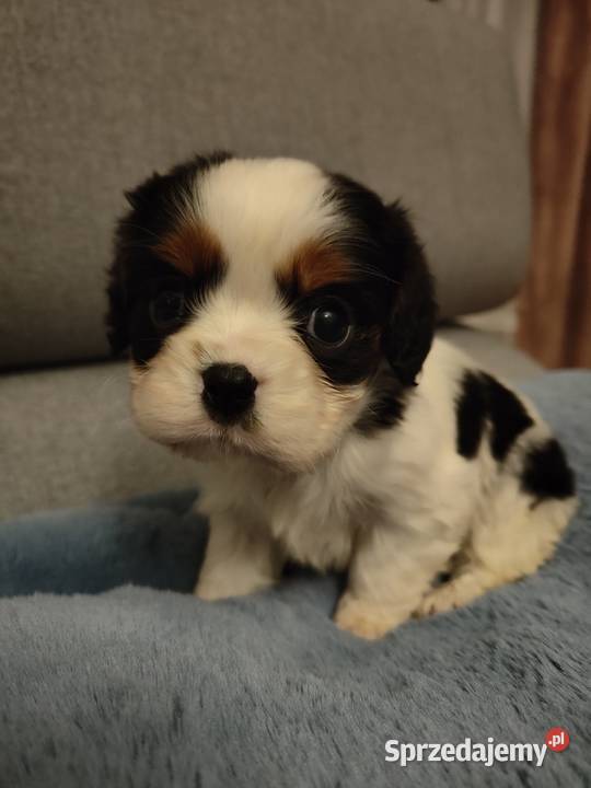 Cavalier King Charles Spaniel Łomża