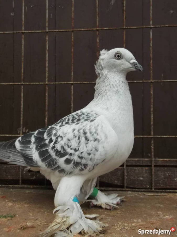 Sprzedam gołąbki ozdobne Garwolin sprzedam