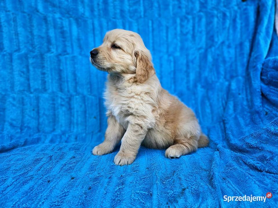 Golden Retriever złoty szczeniak Golden Retriever Polesie