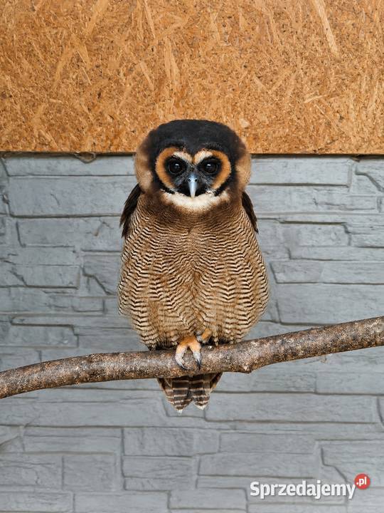 strix leptogrammica para Ptaki Kraków