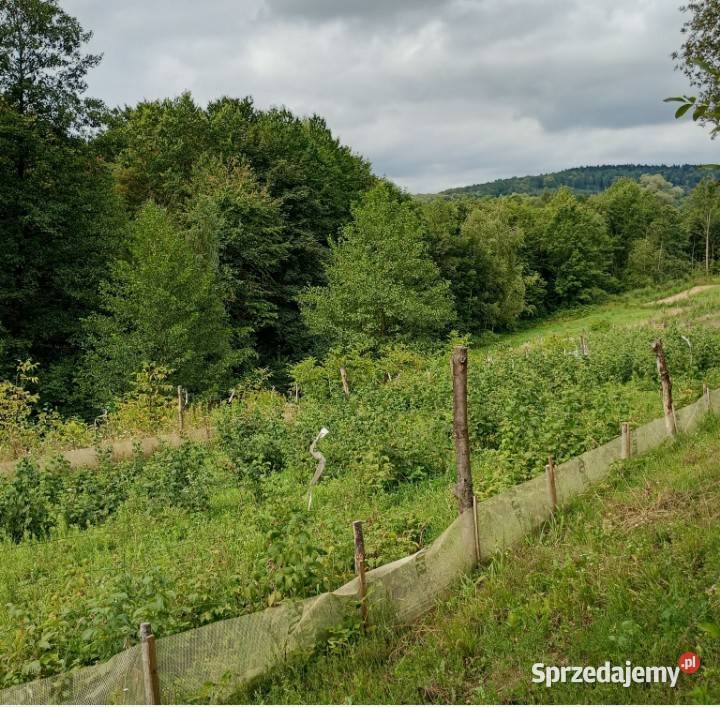 Maliny owoce ekologiczne Sieklówka sprzedam