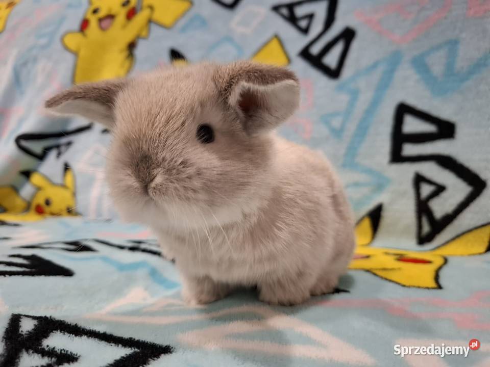 Karzełek baranek mini lop z oklapniętymi uszkami Gryzonie Jarocin sprzedam