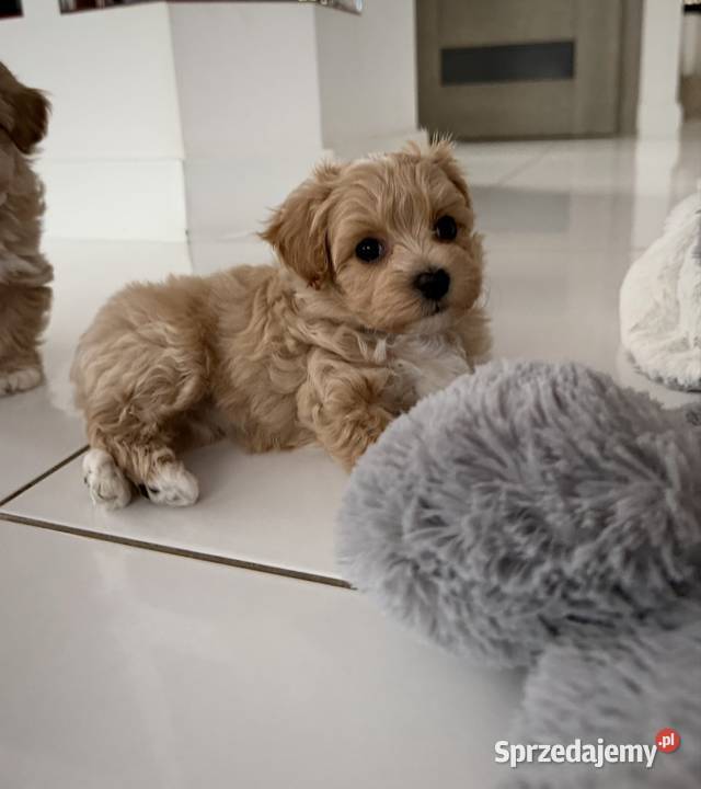 Maltipoo malutka dziewczynka Pozostałe Kraków