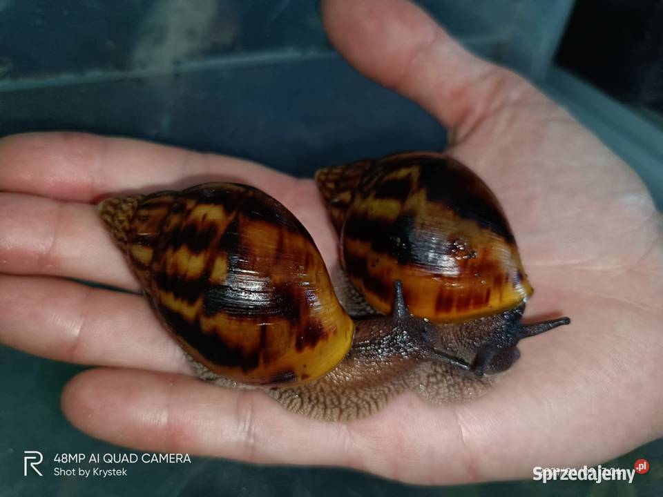 Ślimaki Afrykanskie Achatina Achatina Tiger f3 Jaworzno