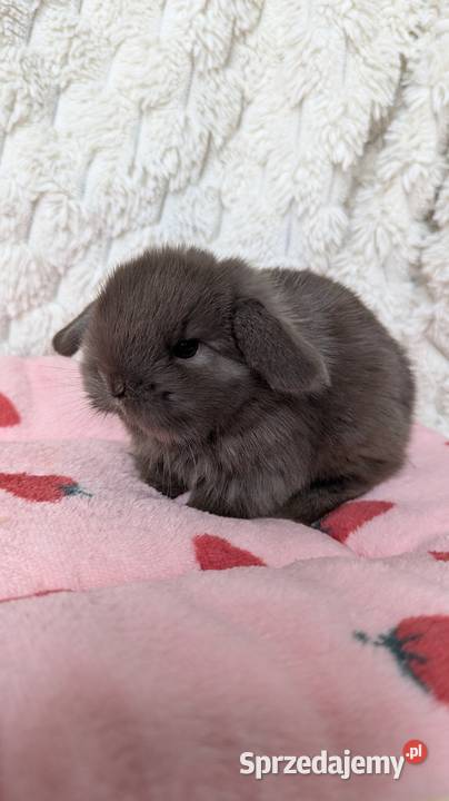 Mini lop królik miniaturka mały karzełek baranek Króliki Króliki Kraków