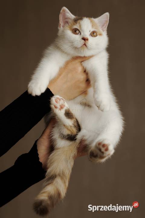 British Shorthair Kotka Chocolate Tortie Ożarów