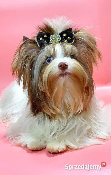 Kolor York Shokoberry