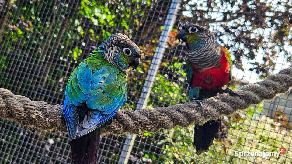 Rudosterki czerwonobrzuche