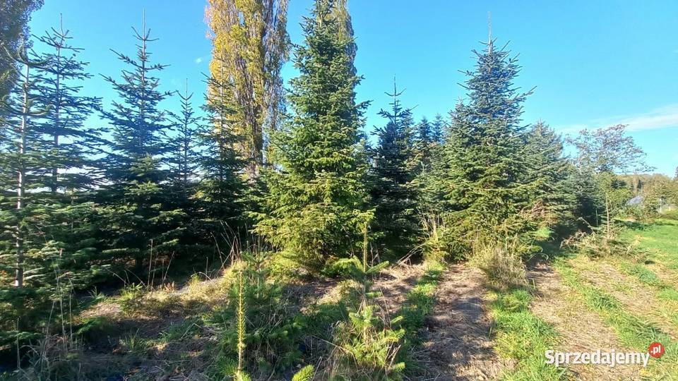 Wysoka choinka JODŁA KAUKASKA 410 m prosto z Lędowo