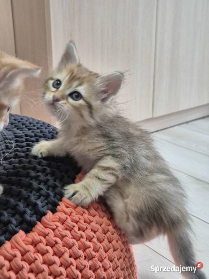 Syberyjska Kotka OFELIA rodowód FIFE FPL Stary Broniszew