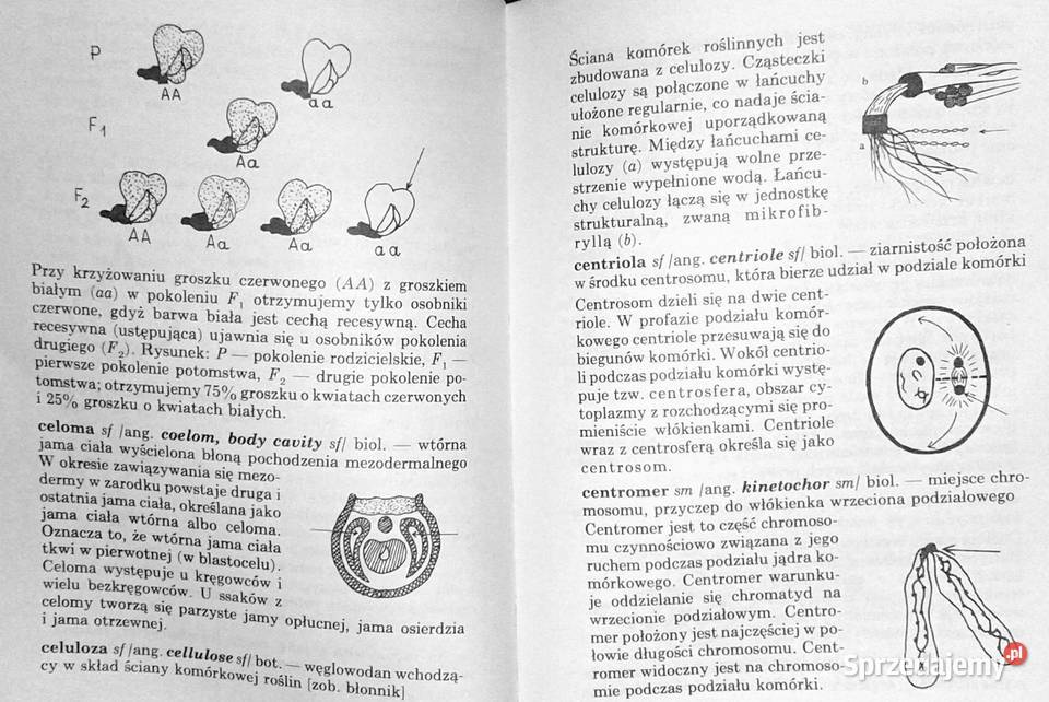 ABC biologii Słowniczek ilustrowany Anucjata Chełm sprzedam