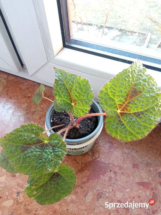 Trzykrotki i inne kwiatki podlaskie Białystok