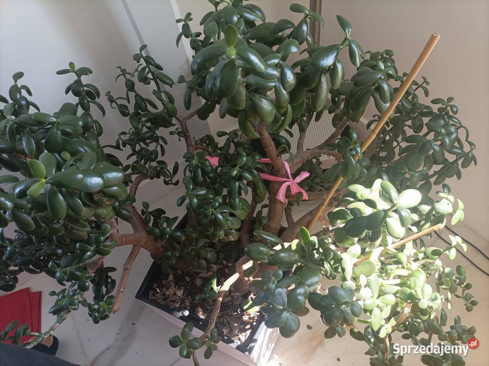 grubosz i aloes na sprzedaż Łódź