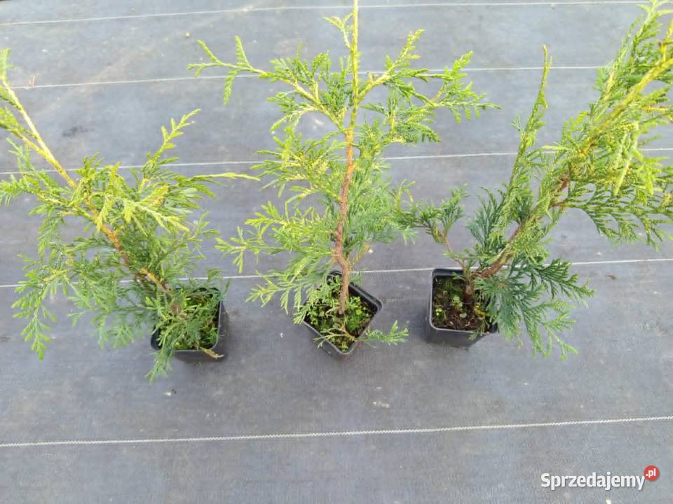 Thuja Plicata Zebrina 4 Wroclaw
