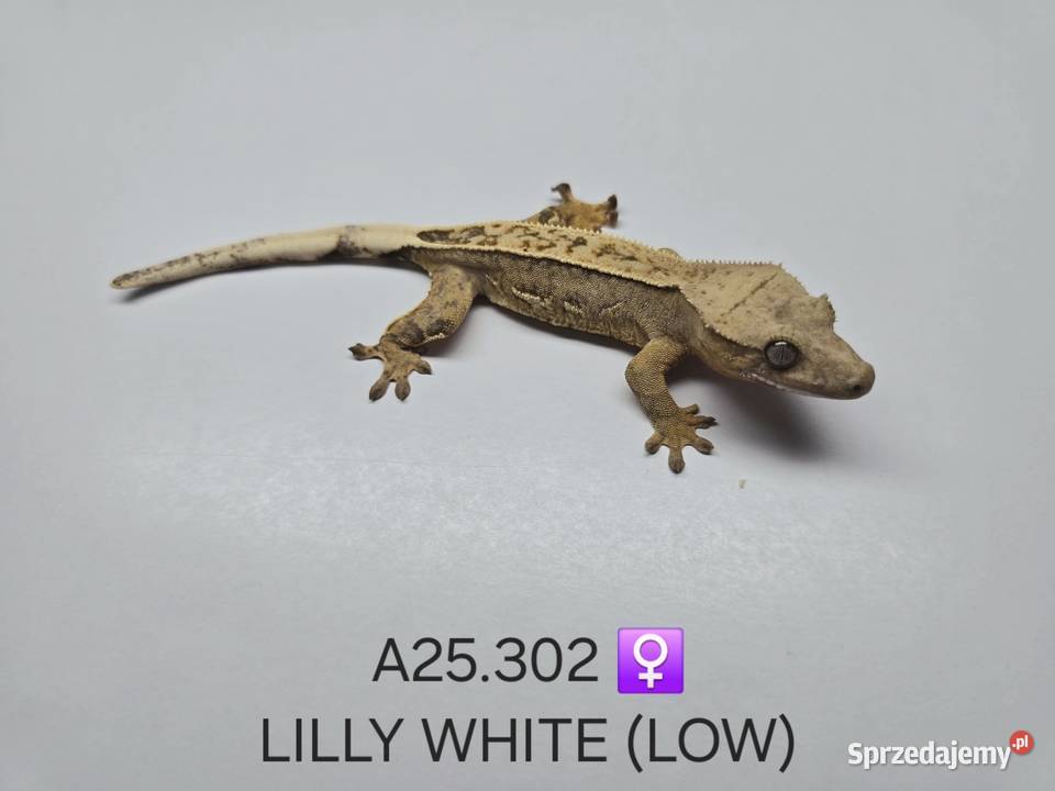 Gekony orzęsione Zawiercie sprzedam