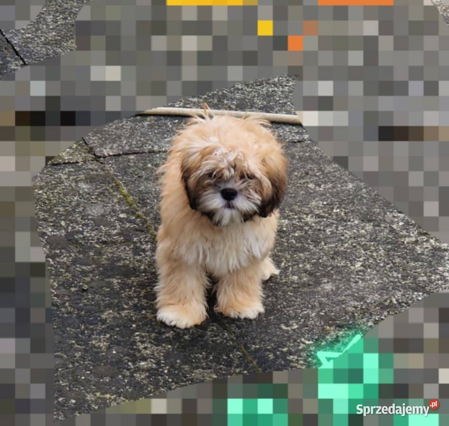 lhasa apso maluszki śląskie