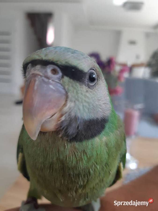 Likwidacja hodowli średniej papugi podkarpackie