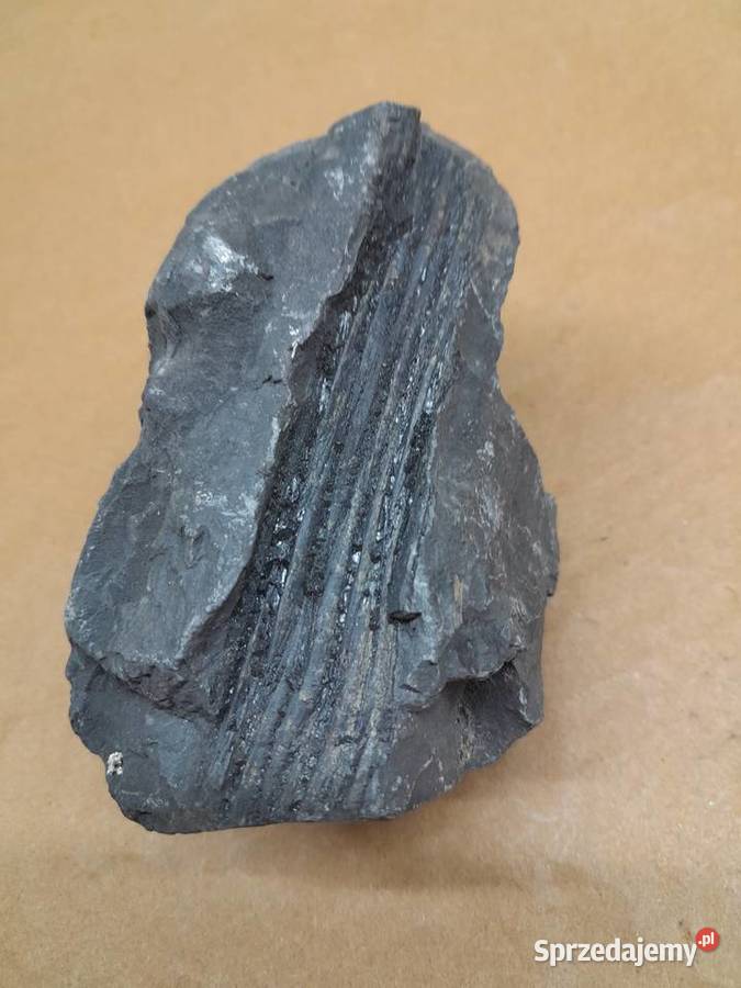 Skamieniałość rośliny Tomaszów Mazowiecki