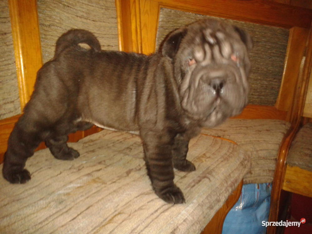 Szczenięta SHARPEI mazowieckie Gostynin