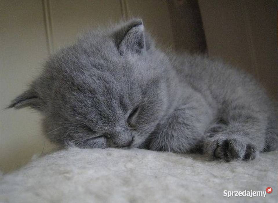 Kotki brytyjskie Kozienice