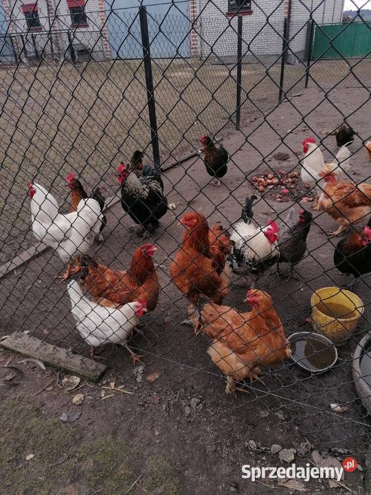 Jaja lęgowe mix ras ku Zwoleń