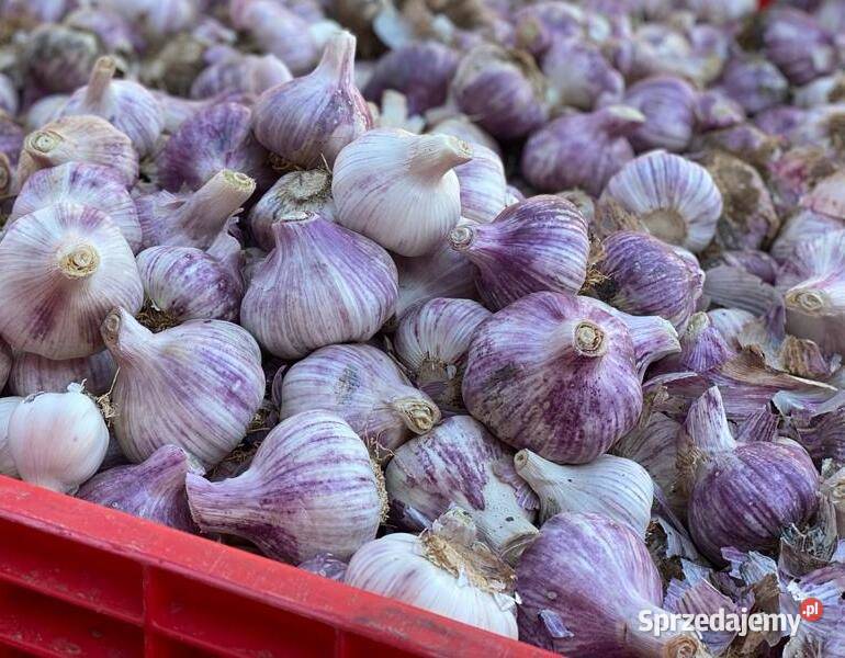 Importujemy czosnek z Hiszpanii w ilościach Wrocław