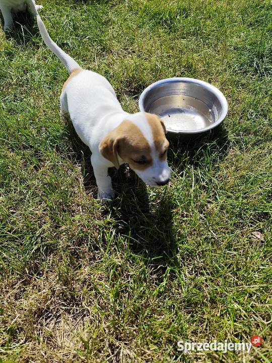 Szczeniaki Jack Russell terrier łódzkie Marynki